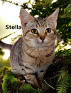 Stella