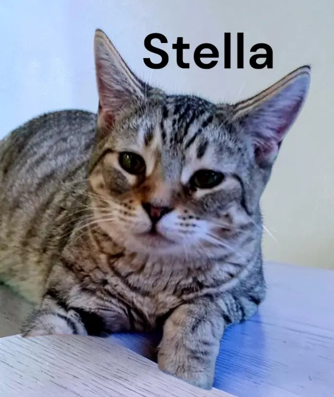Stella - Tabby