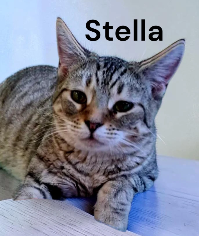 Stella