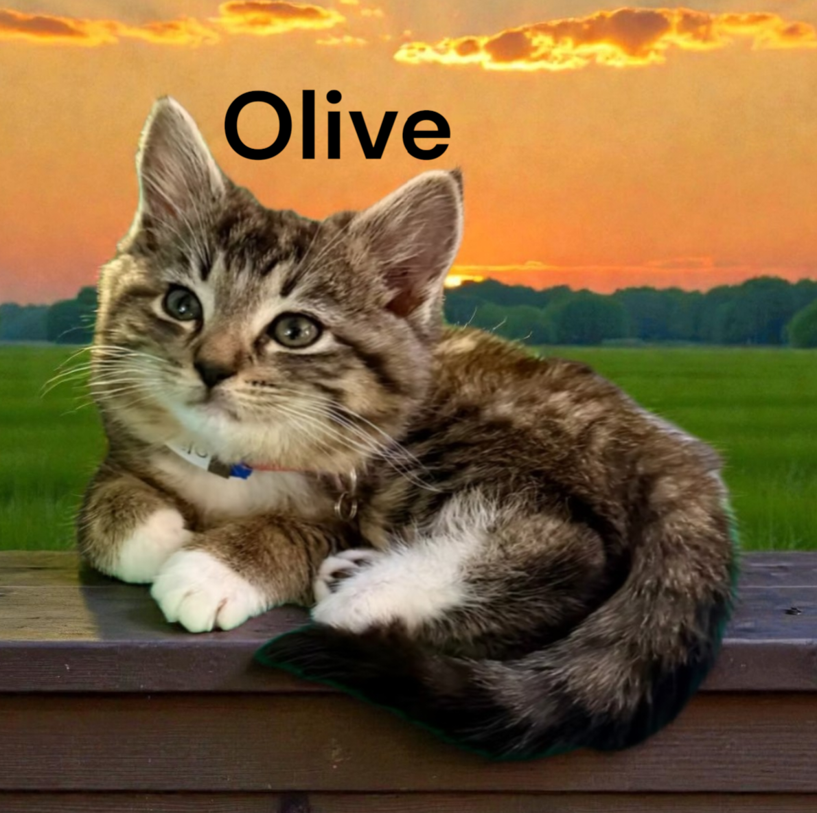 Olive Image
