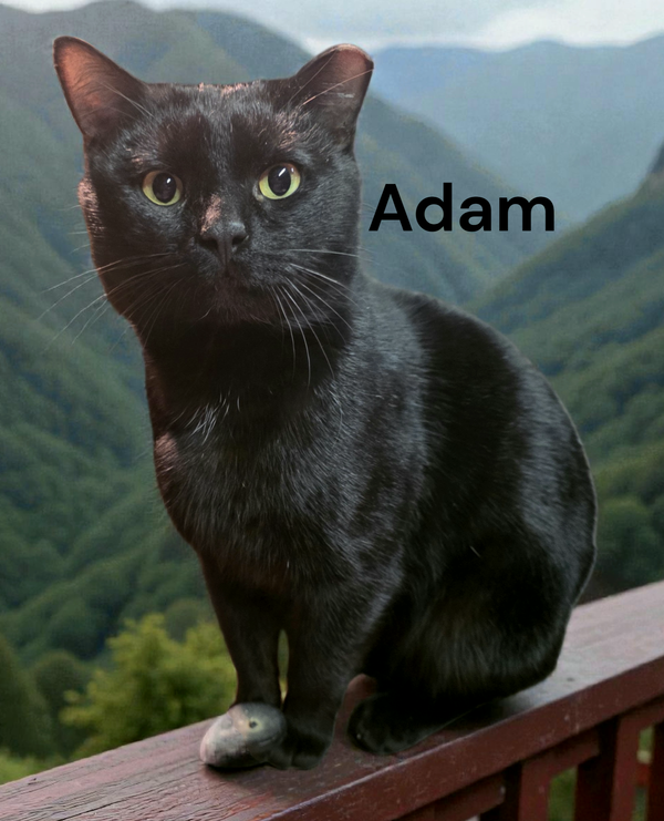 Adam