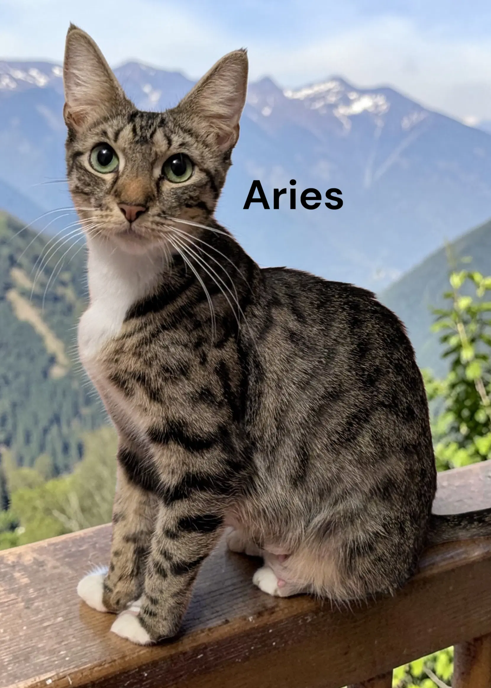 Aries - Tabby