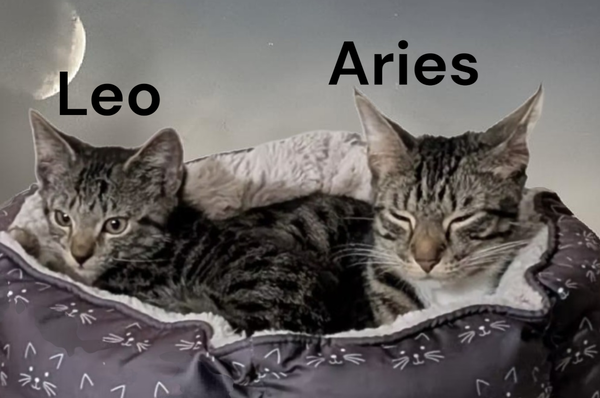 Aries