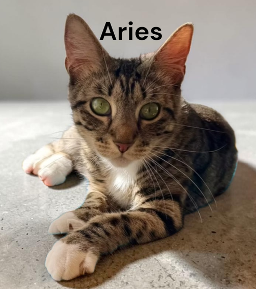 Aries