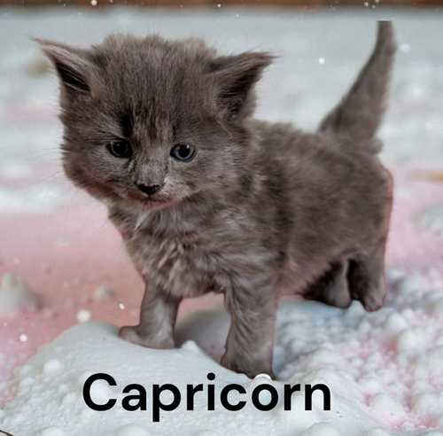Capricorn