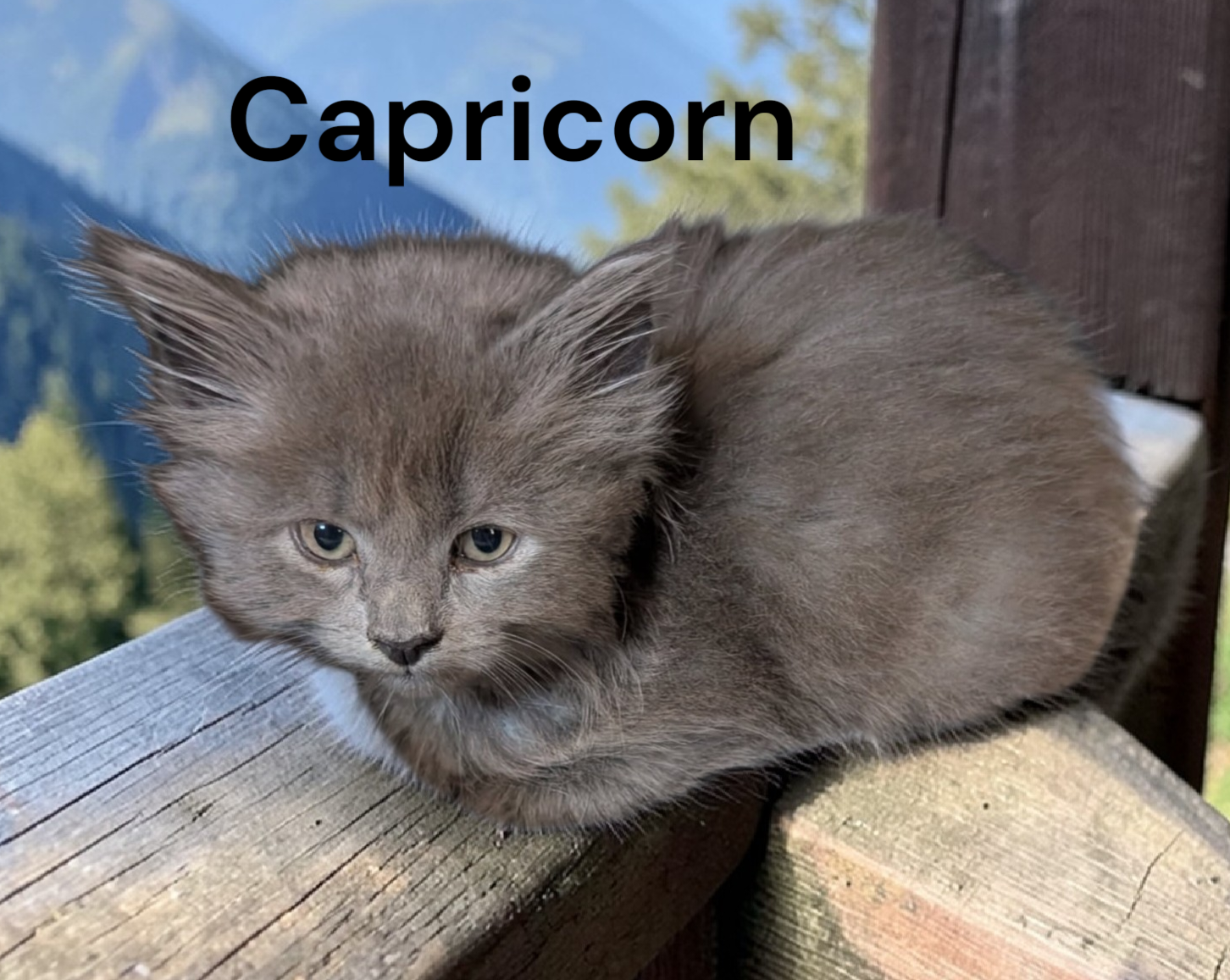 Capricorn Image