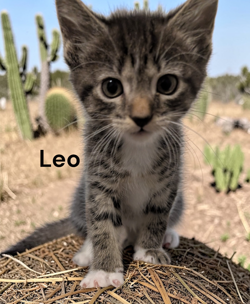 Leo