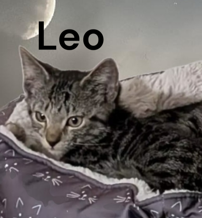Leo