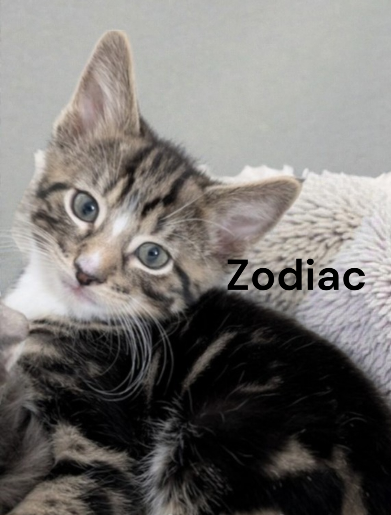 Zodiac Image