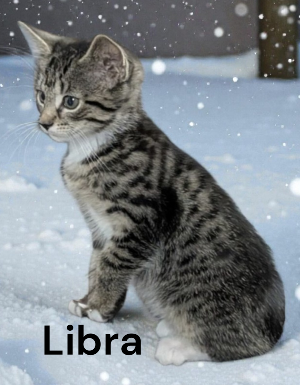 Libra Image