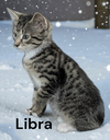 Libra