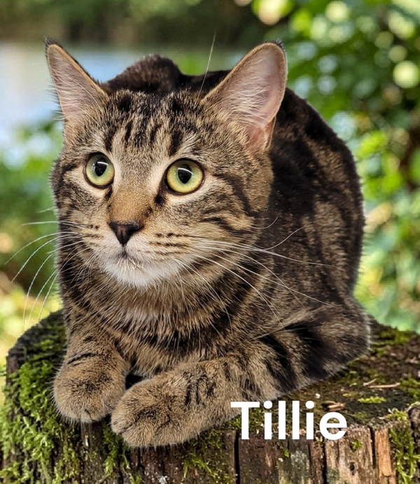 Tillie