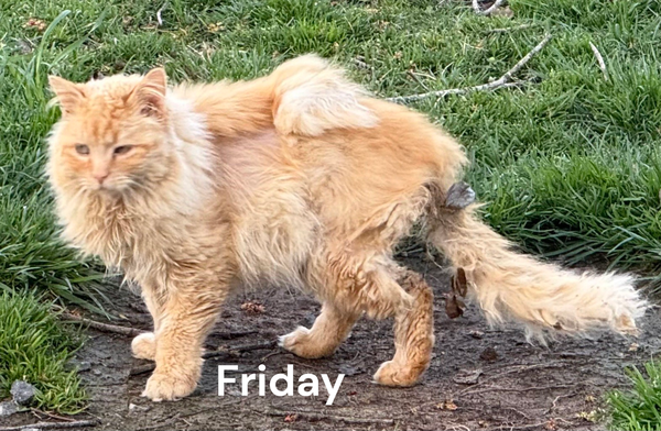 Friday