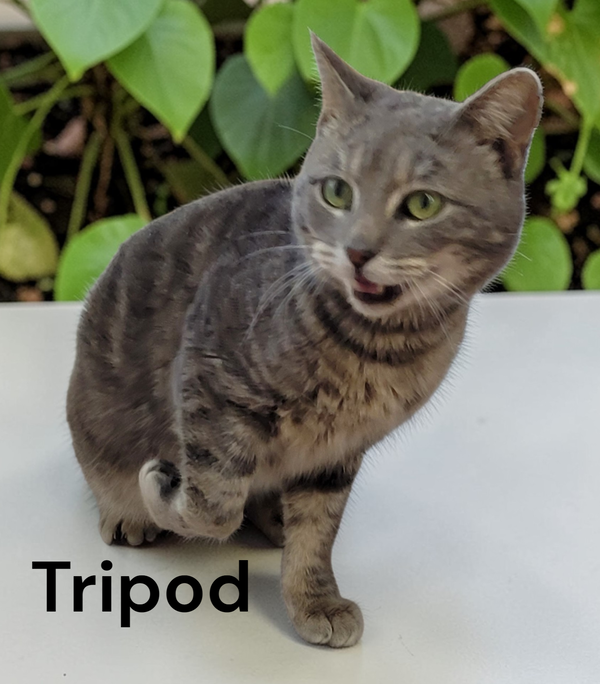 Tripod