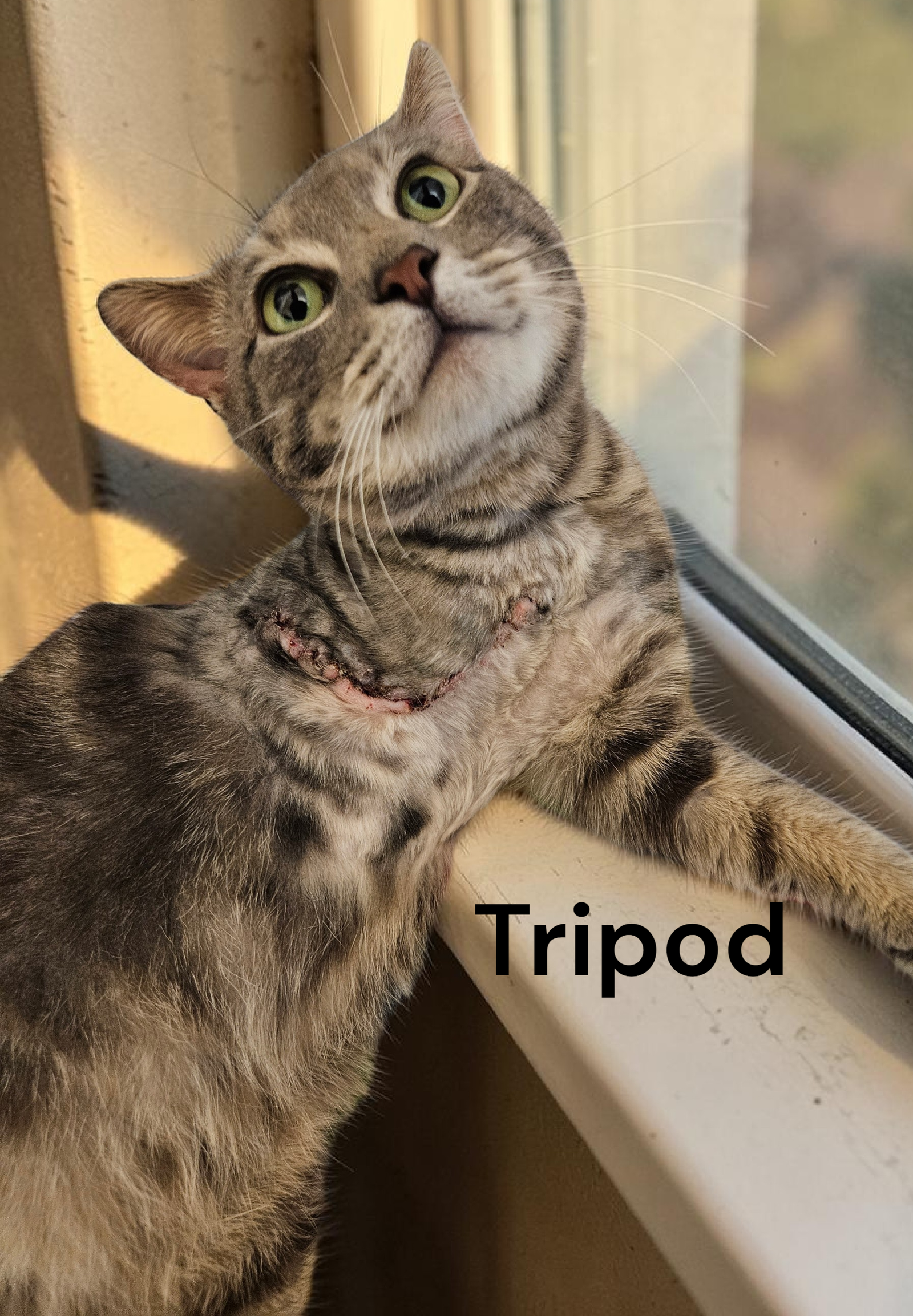 Tripod
