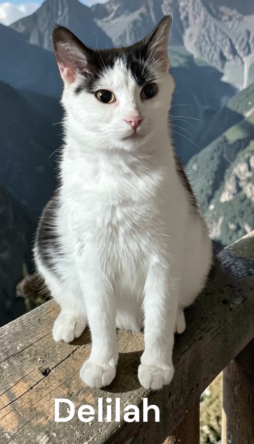 Delilah, an adoptable Calico in Kilmarnock, VA