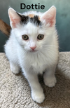 Dottie