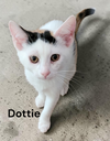Dottie