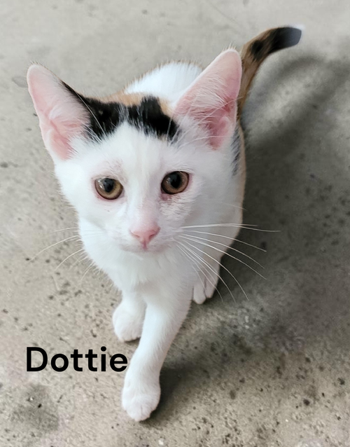 Dottie, Baby Calico, cat for adoption in Hampton, Virginia