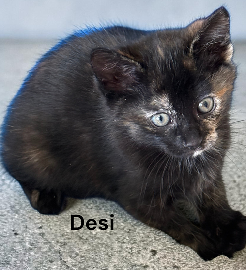 Desi, an adoptable Tortoiseshell in Kilmarnock, VA