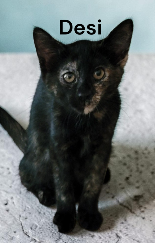 Desi, Baby Tortoiseshell, cat for adoption in Hampton, Virginia