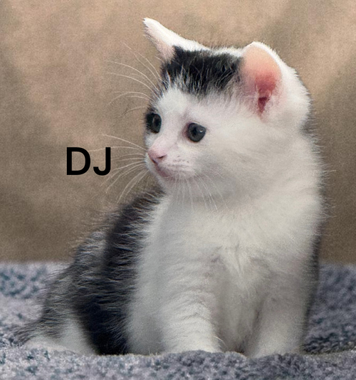 DJ, an adoptable Domestic Short Hair in Kilmarnock, VA