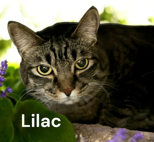 Lilac, an adoptable Tabby in Kilmarnock, VA