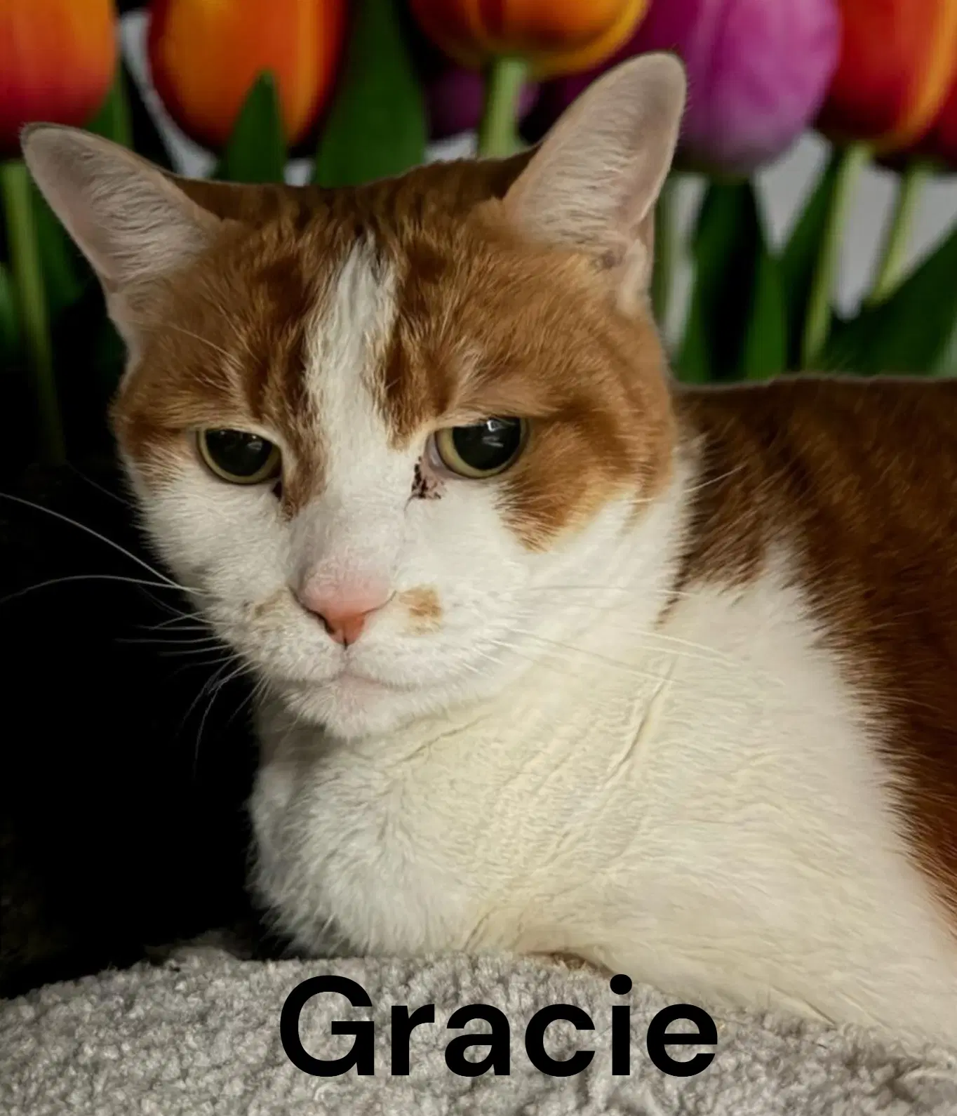 Gracie image 4