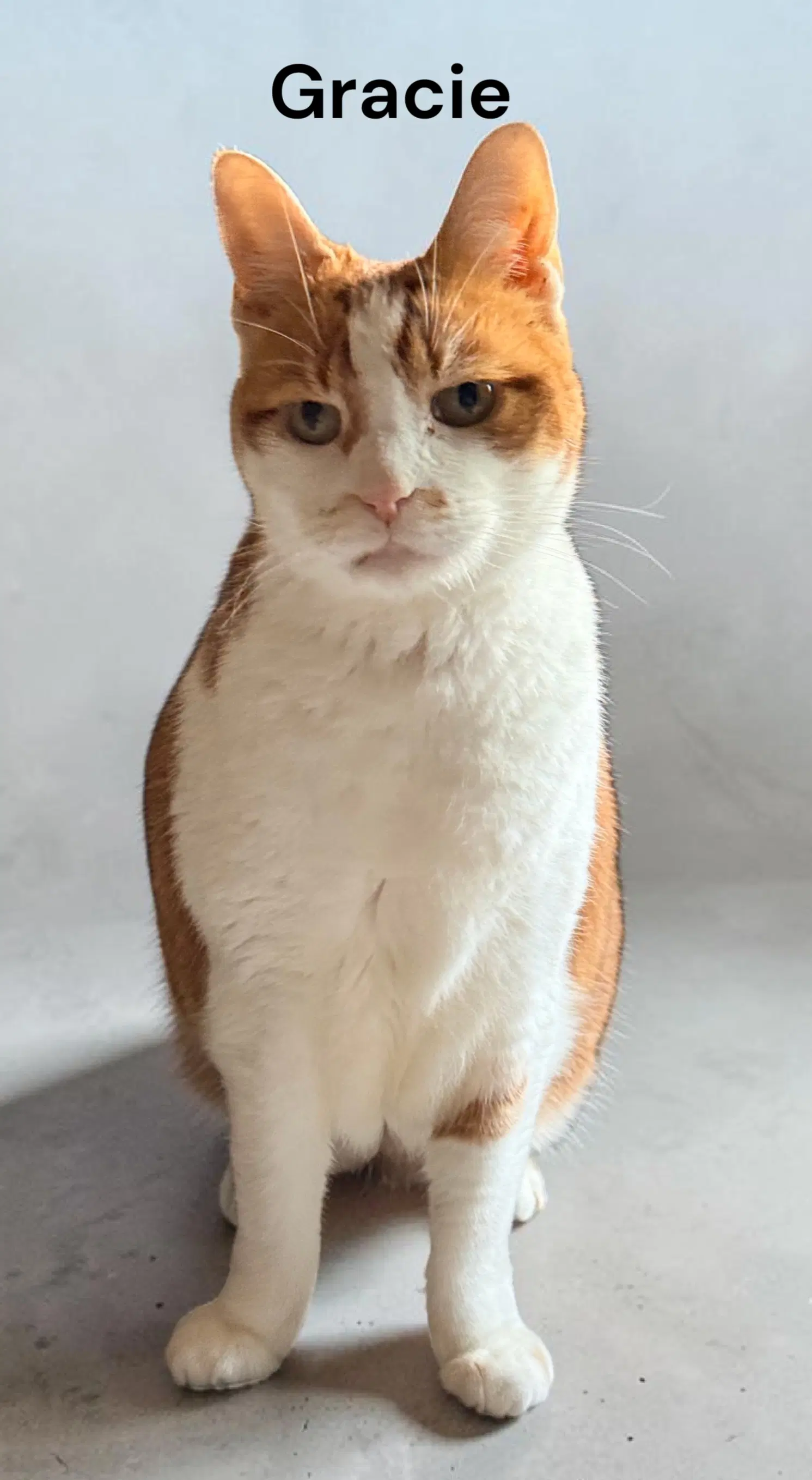 Gracie - Domestic Short Hair