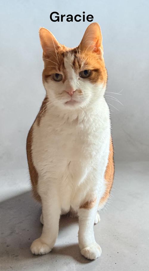 Gracie, Adult Domestic Short Hair, cat for adoption in Hampton, Virginia