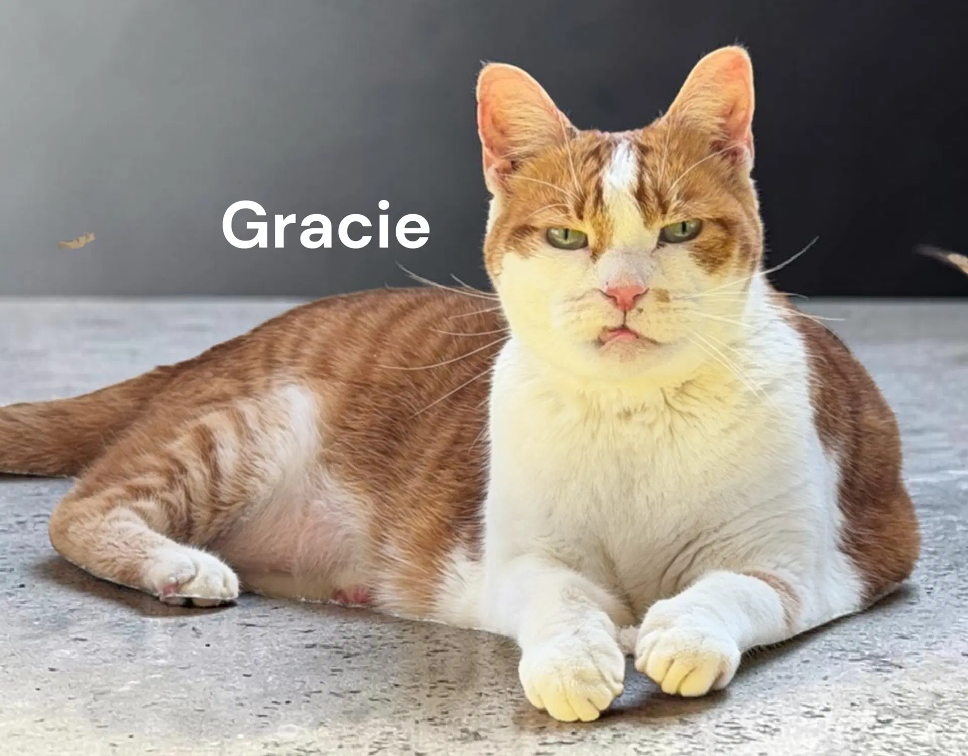 Gracie image 2