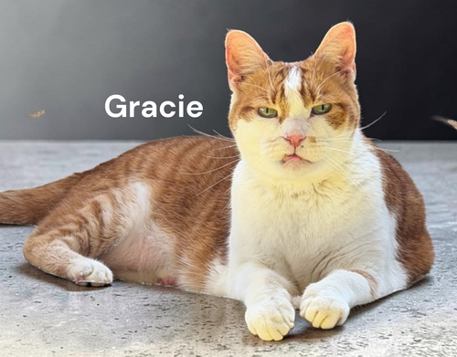 Gracie, Adult Domestic Short Hair, cat for adoption in Kilmarnock, Virginia
