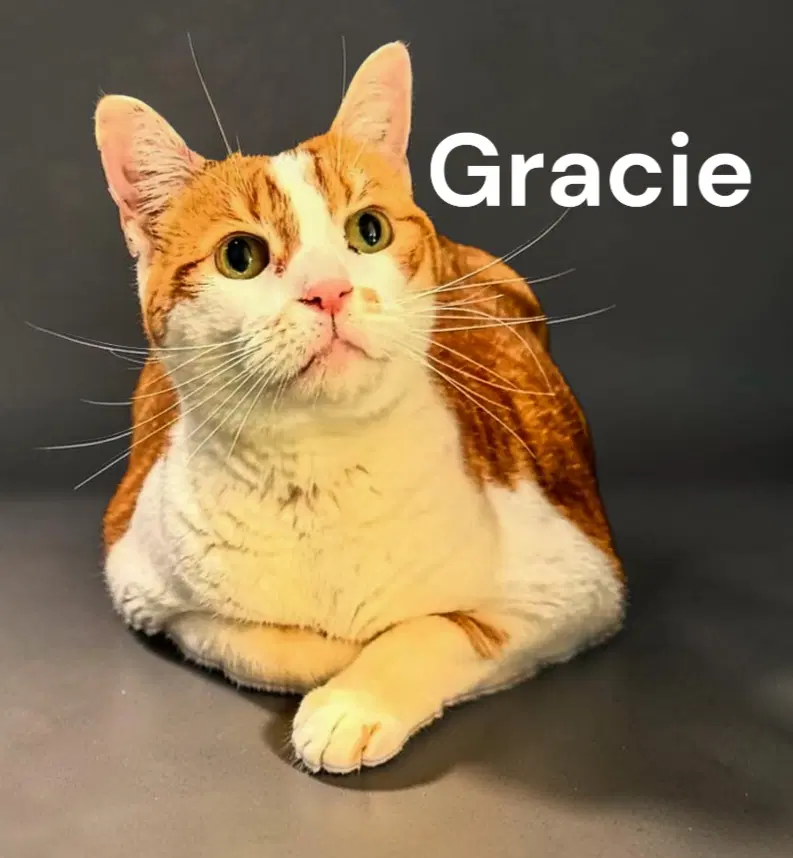 Gracie image 3