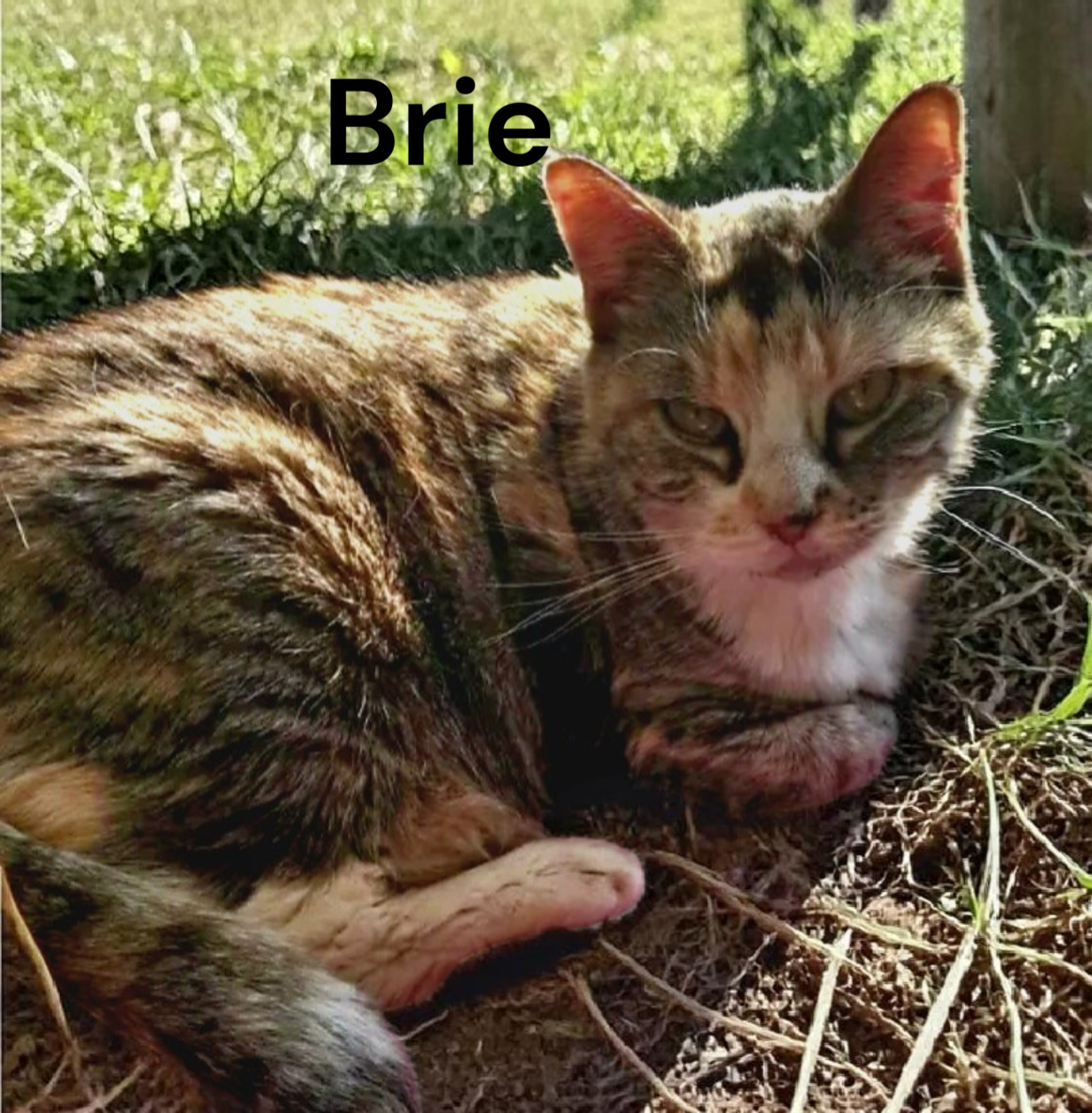 Brie