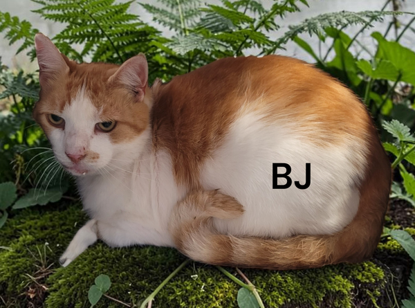BJ
