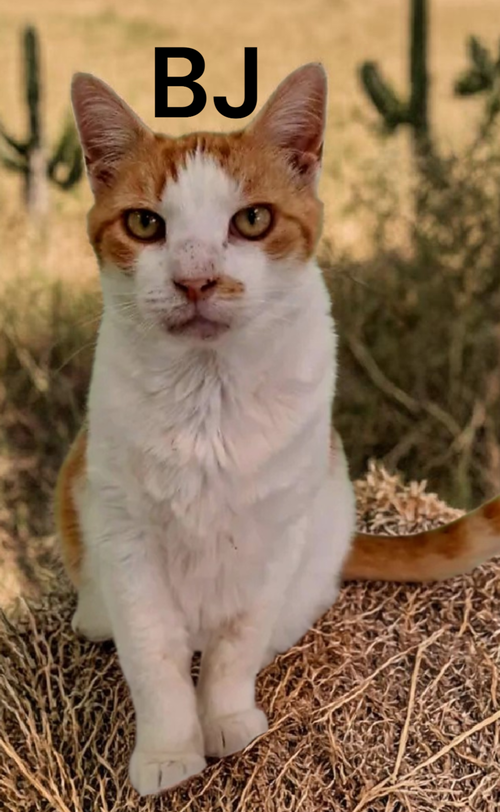 BJ, an adoptable Domestic Short Hair in Kilmarnock, VA