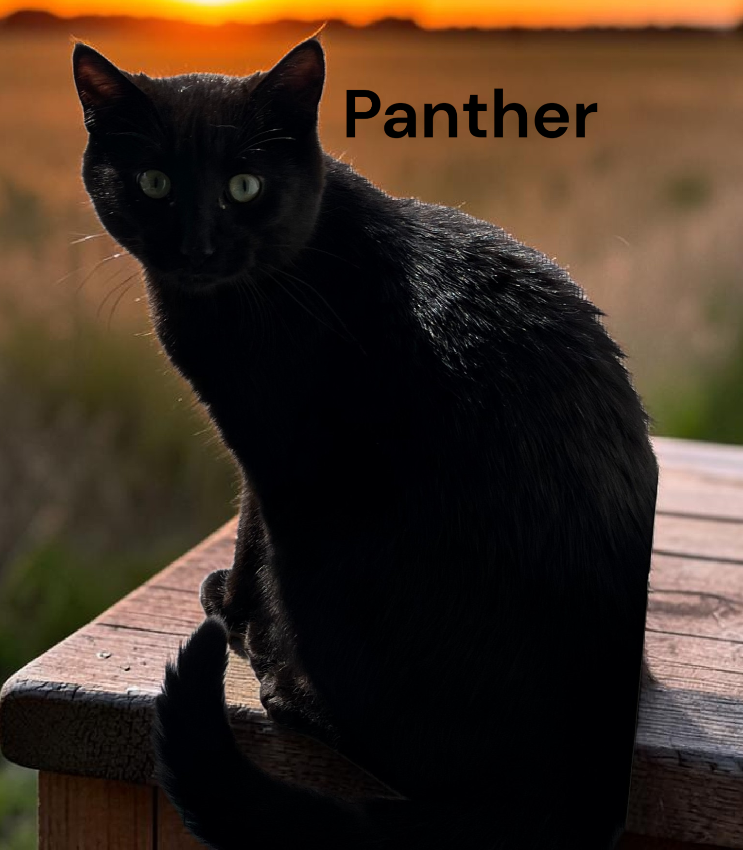 Panther