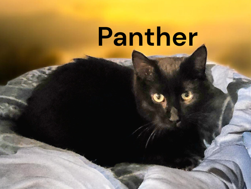 Panther, an adoptable Domestic Short Hair in Kilmarnock, VA