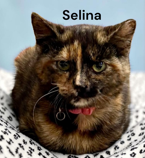 Selina, Baby Tortoiseshell, cat for adoption in Hampton, Virginia