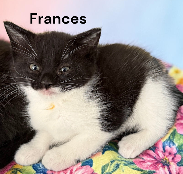 Frances