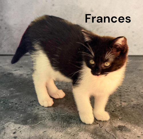 Frances