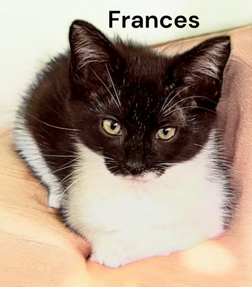Frances, Baby Domestic Short Hair, cat for adoption in Hampton, Virginia