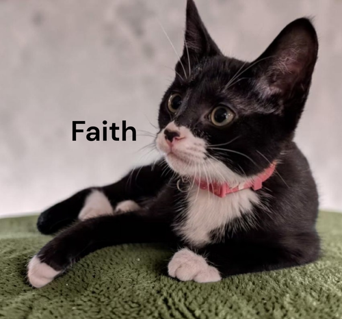 Faith, Baby Domestic Short Hair, cat for adoption in Hampton, Virginia