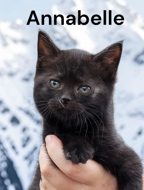 Annabelle, an adoptable Domestic Short Hair in Kilmarnock, VA