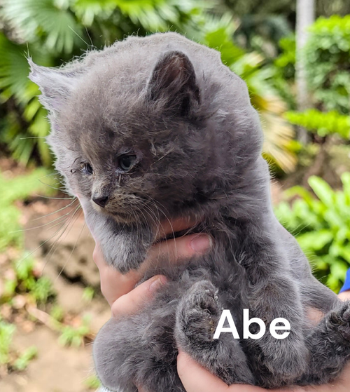 Abe, an adoptable Domestic Medium Hair in Kilmarnock, VA