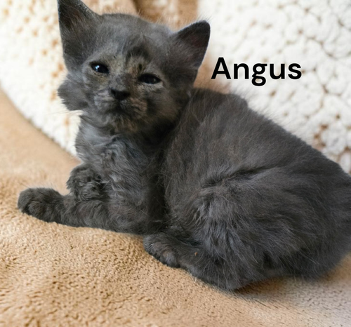 Photo 3 of Angus