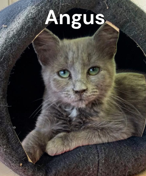 Angus