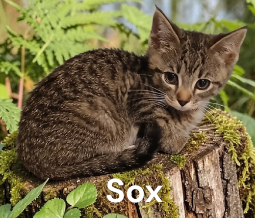 Sox