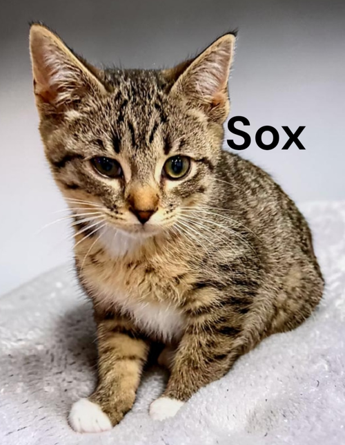 Sox, an adoptable Tabby in Kilmarnock, VA