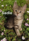 Sadie